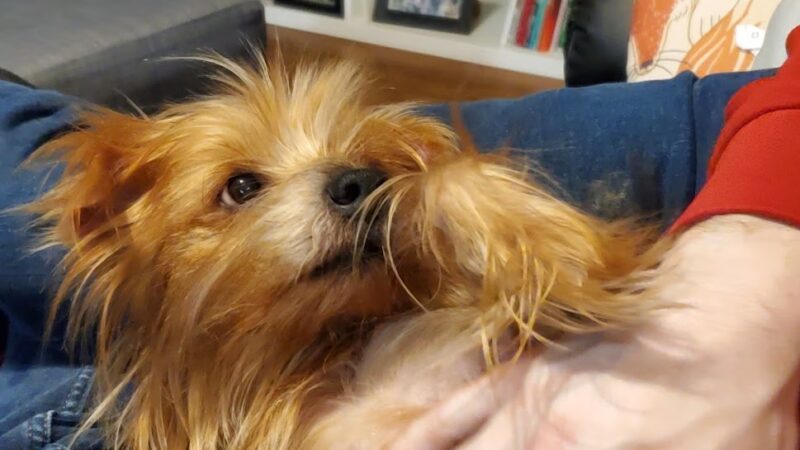 Ritchie County Humane Society - Harrisville, WV