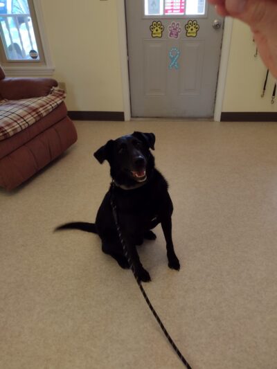 Ritchie County Humane Society - Harrisville, WV