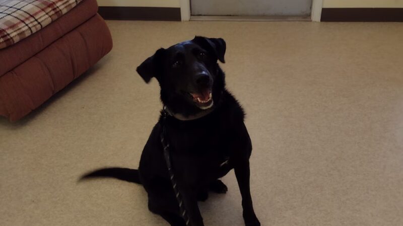 Ritchie County Humane Society - Harrisville, WV