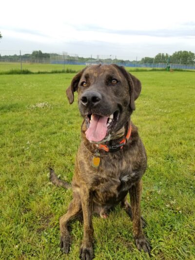 Hartford Dog Park - Hartford, WI
