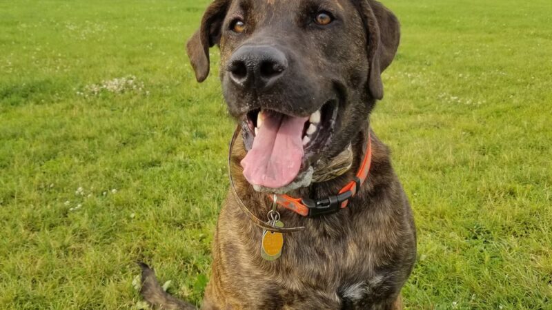 Hartford Dog Park - Hartford, WI