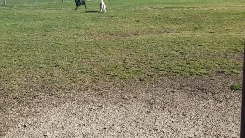 Off-Leash Dog Area - Hartford, WI