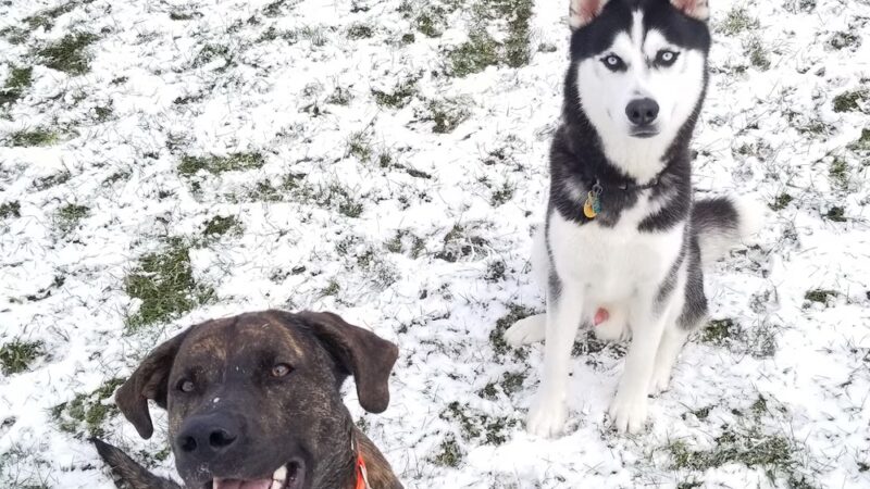 Off-Leash Dog Area - Hartford, WI