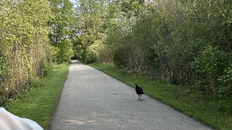 Bugline Trail - Fireman’s Park Trailhead - Hartland, WI