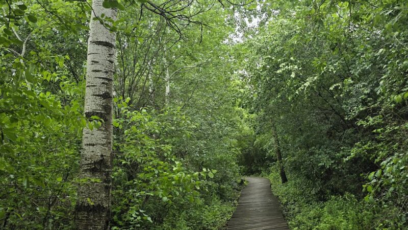 Hartland Marsh Preserve (Cottonwood Wayside) - Hartland, WI