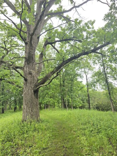 Hartland Marsh Preserve (Cottonwood Wayside) - Hartland, WI