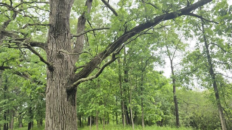 Hartland Marsh Preserve (Cottonwood Wayside) - Hartland, WI