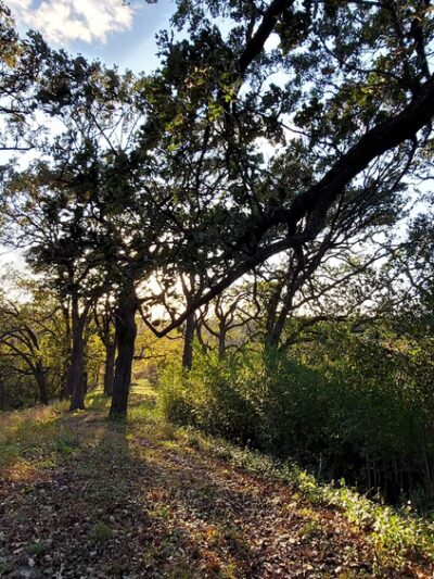 Maple Wayside - Hartland, WI