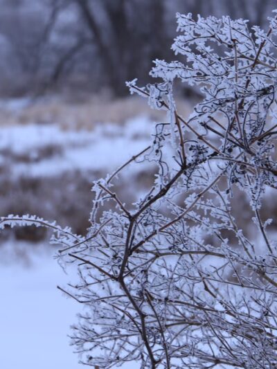 Maple Wayside - Hartland, WI