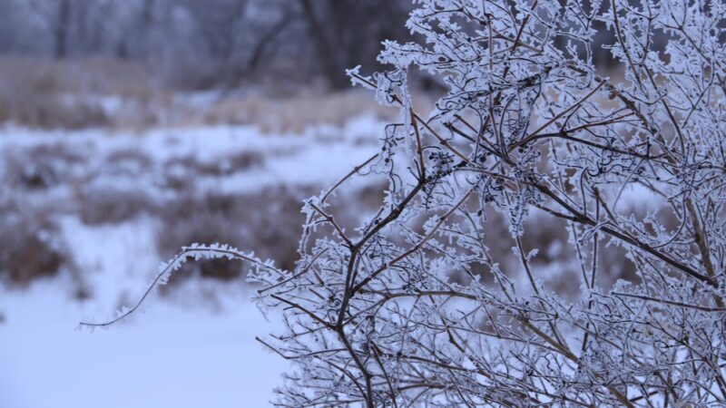 Maple Wayside - Hartland, WI