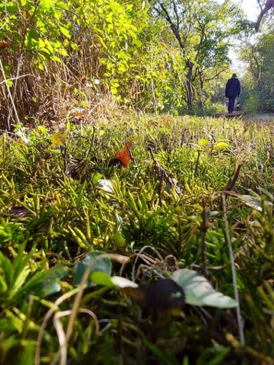 Maple Wayside - Hartland, WI