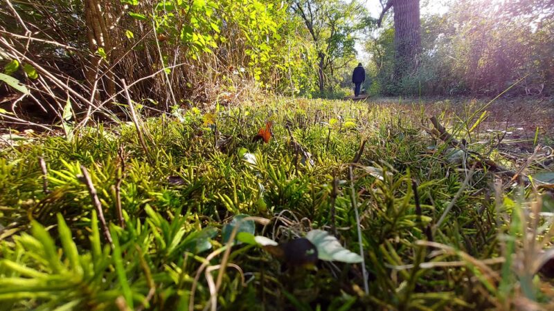 Maple Wayside - Hartland, WI