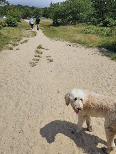 Thompson's Field - Harwich, MA
