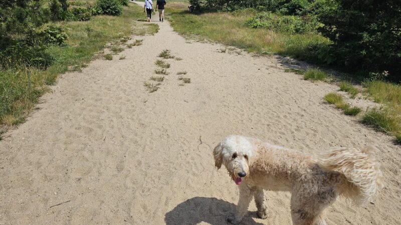 Thompson's Field - Harwich, MA