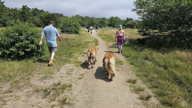 Thompson's Field - Harwich, MA