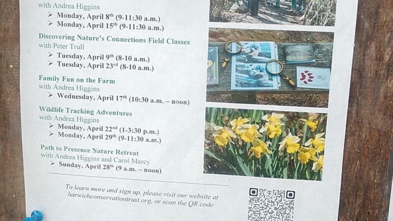 Thompson's Field - Harwich, MA