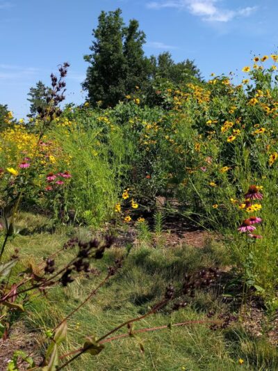 Thompson's Field Conservation Area - Harwich, MA