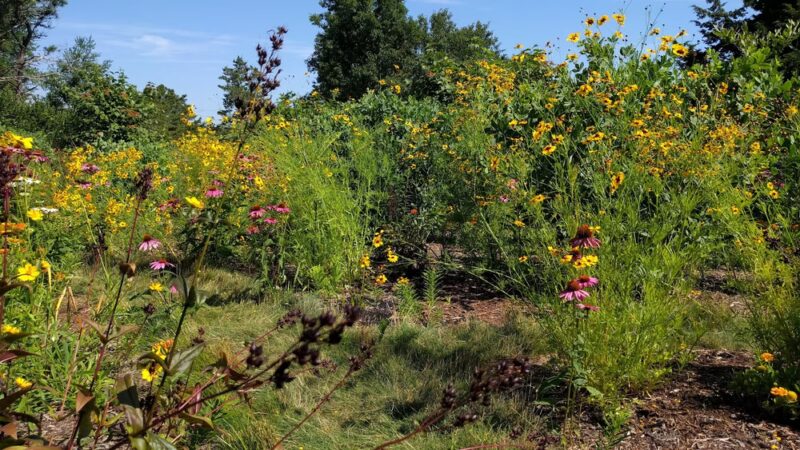 Thompson's Field Conservation Area - Harwich, MA