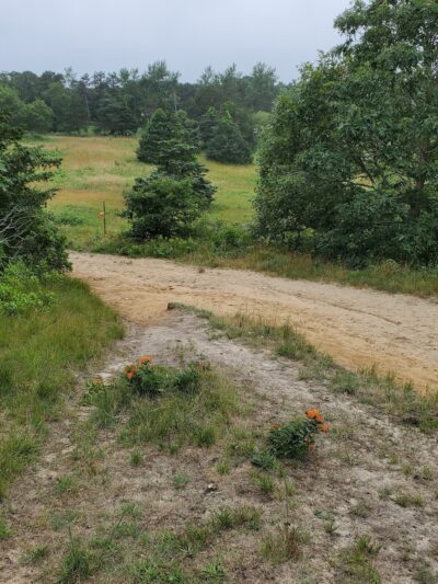 Thompson's Field Conservation Area - Harwich, MA
