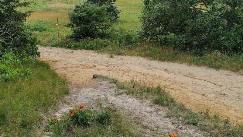 Thompson's Field Conservation Area - Harwich, MA