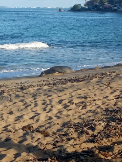 Hauʻula Community Park - Hauula, HI