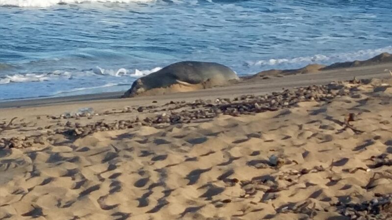Hauʻula Community Park - Hauula, HI