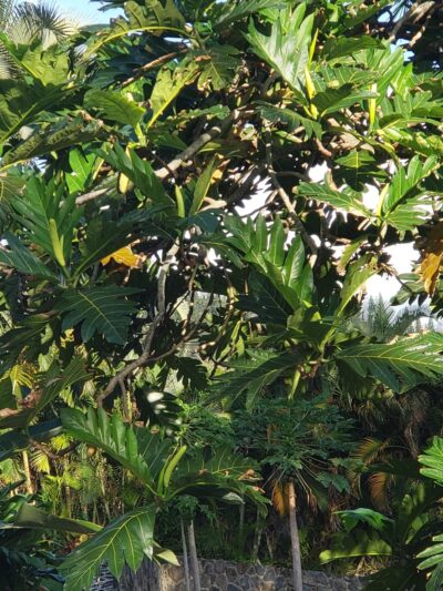 Hauʻula Community Park - Hauula, HI