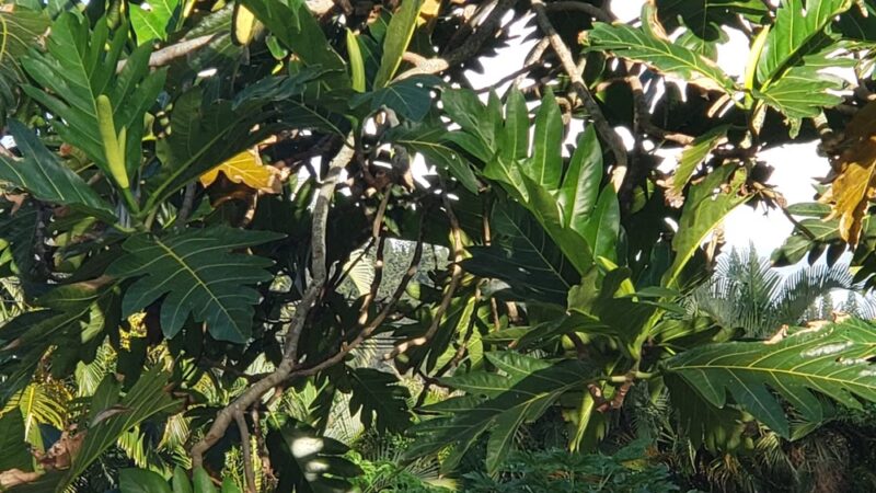 Hauʻula Community Park - Hauula, HI