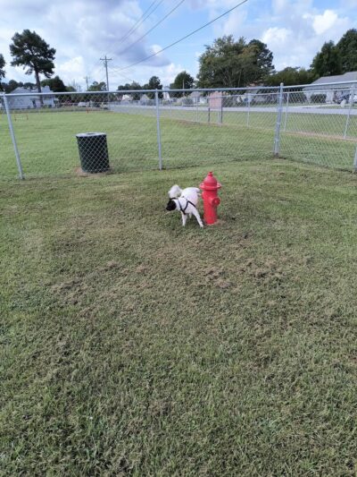 Havelock Dog Park - Havelock, NC