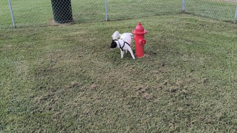 Havelock Dog Park - Havelock, NC