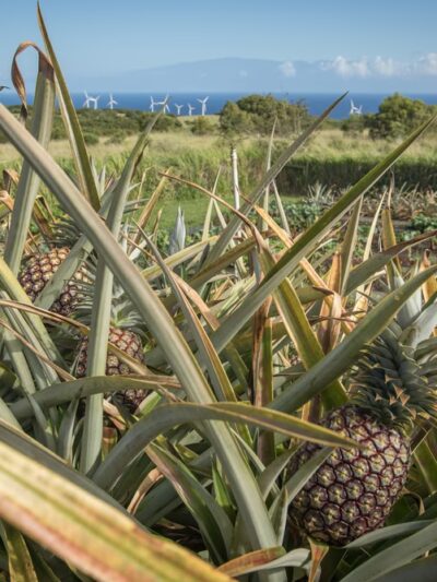 Lokahi Garden Sanctuary (Farm Tours and Massage/Spa Treatments) - Hawi, HI