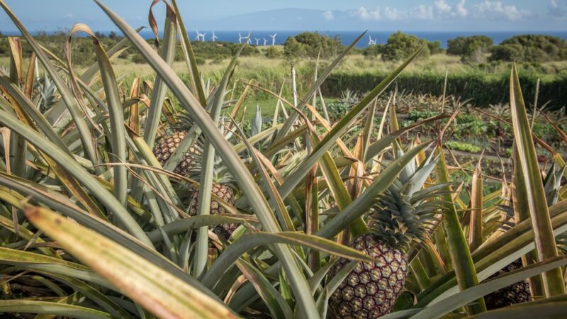 Lokahi Garden Sanctuary (Farm Tours and Massage/Spa Treatments) - Hawi, HI