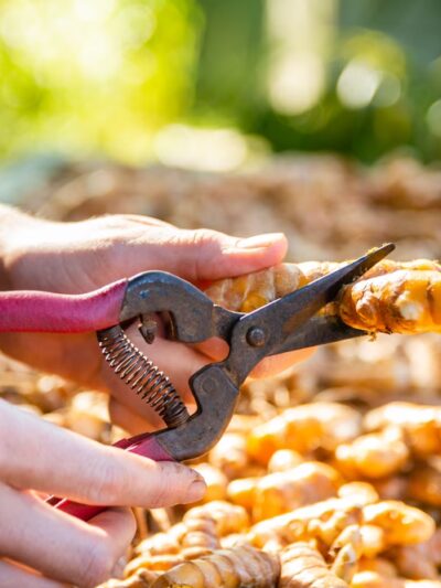 Lokahi Garden Sanctuary (Farm Tours and Massage/Spa Treatments) - Hawi, HI