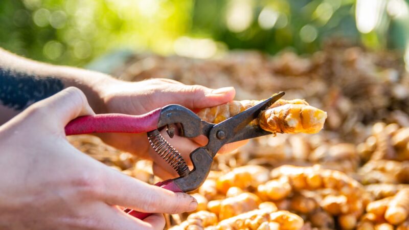 Lokahi Garden Sanctuary (Farm Tours and Massage/Spa Treatments) - Hawi, HI
