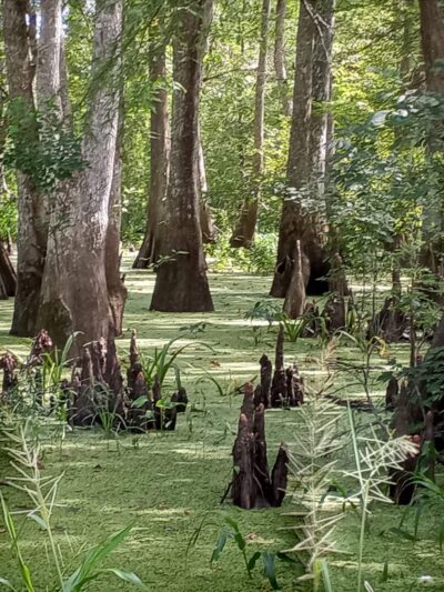 Lorrain Parish Park - Hayes, LA