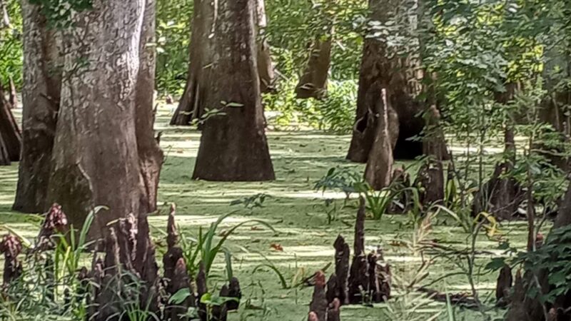 Lorrain Parish Park - Hayes, LA