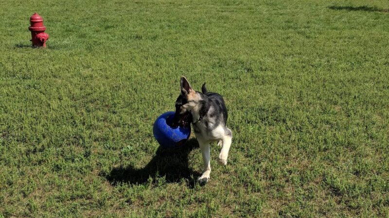 Dog Park - Hazel Park, MI