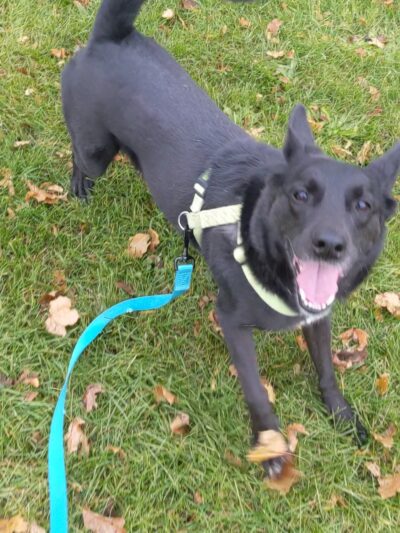 Dog Park - Hazel Park, MI