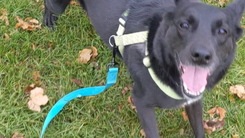 Dog Park - Hazel Park, MI