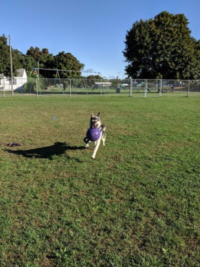 Dog Park - Hazel Park, MI