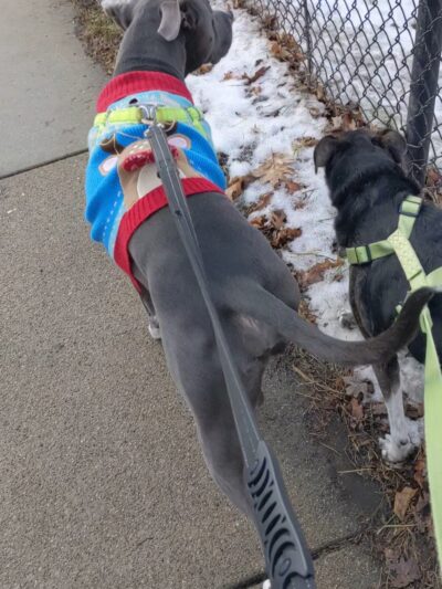 Dog Park - Hazel Park, MI