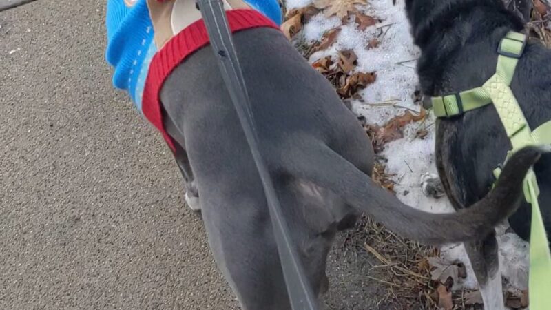 Dog Park - Hazel Park, MI