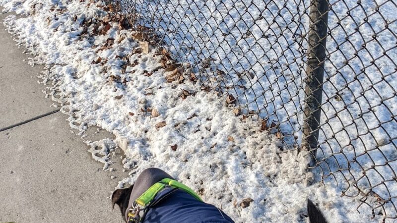 Dog Park - Hazel Park, MI