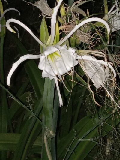 Buddy Span Park Hazlehurst,GA - Hazlehurst, GA
