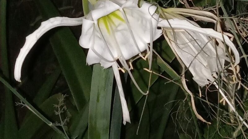 Buddy Span Park Hazlehurst,GA - Hazlehurst, GA