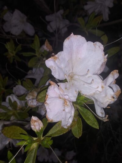 Buddy Span Park Hazlehurst,GA - Hazlehurst, GA