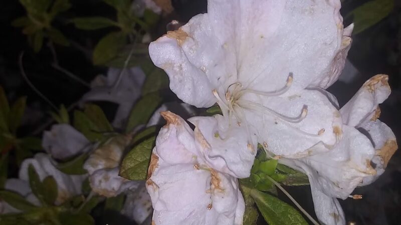 Buddy Span Park Hazlehurst,GA - Hazlehurst, GA