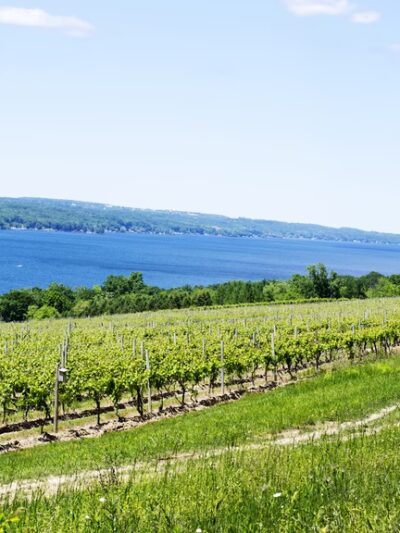 Hector Wine Company - Hector, NY