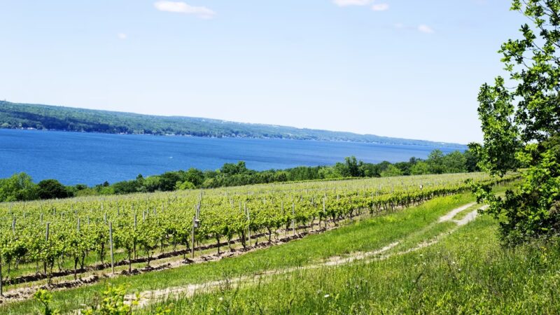 Hector Wine Company - Hector, NY