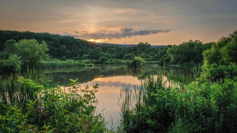 Stauffer's Marsh Nature Preserve - Hedgesville, WV